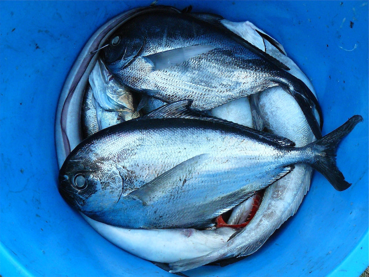 Bioaccumulation & Biomagnification of Heavy Metals and Toxic Chemicals